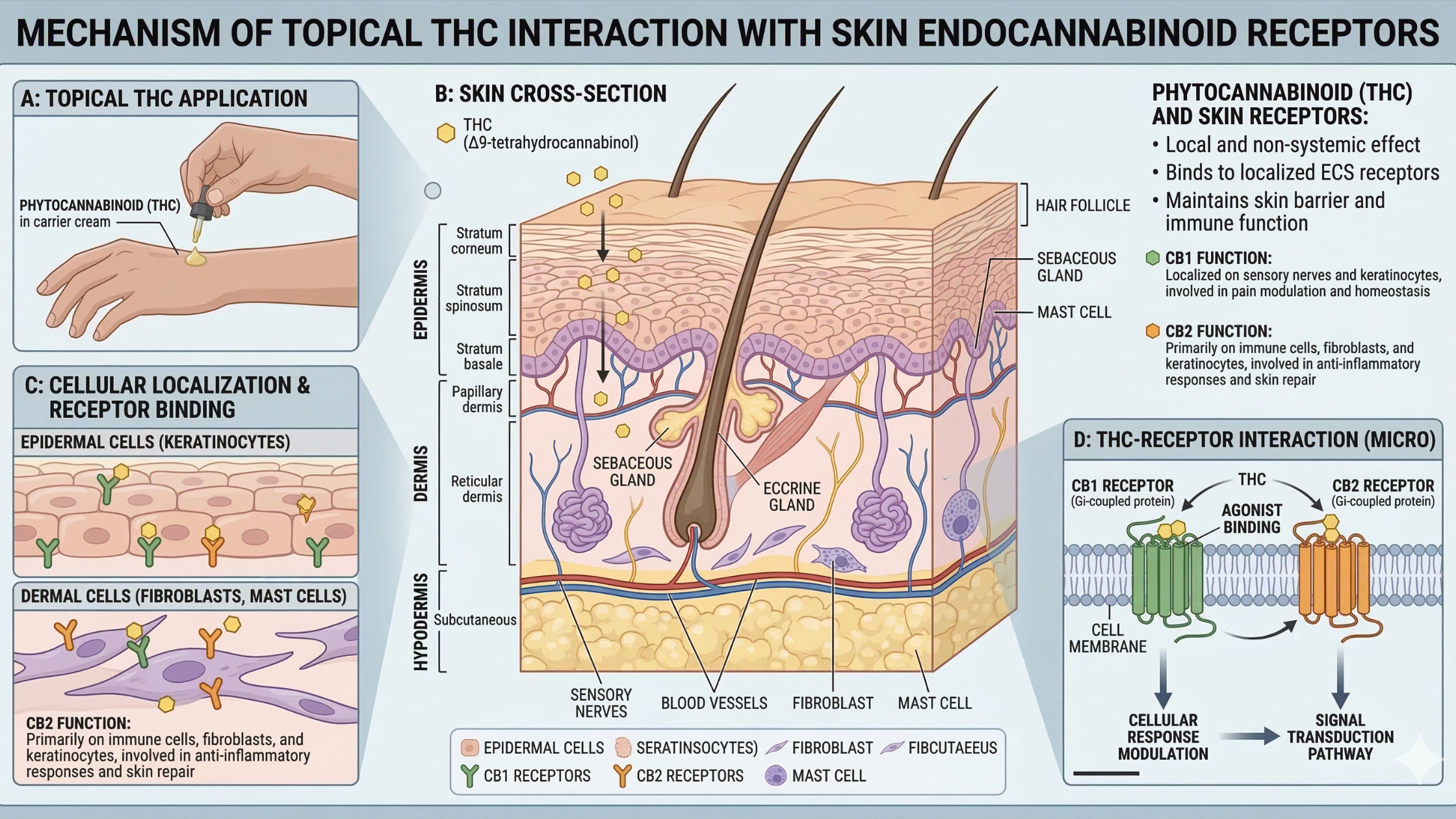 how topical THC works on the body