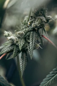 Close-up of a premium, frosty cannabis plant flower, used as a featured image for a New York legal cannabis travel guide.